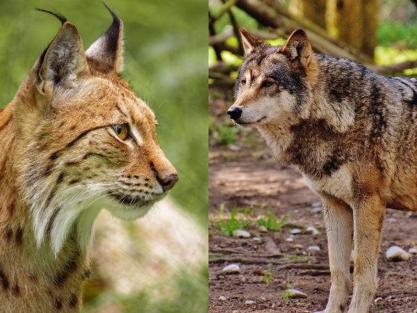 Conférence lynx et loup