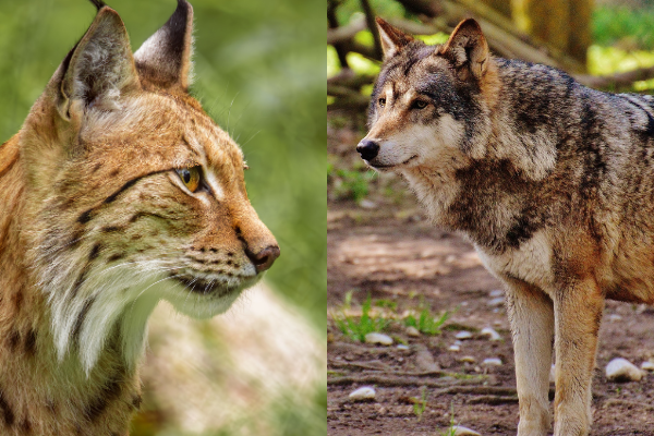 Conférence lynx et loup